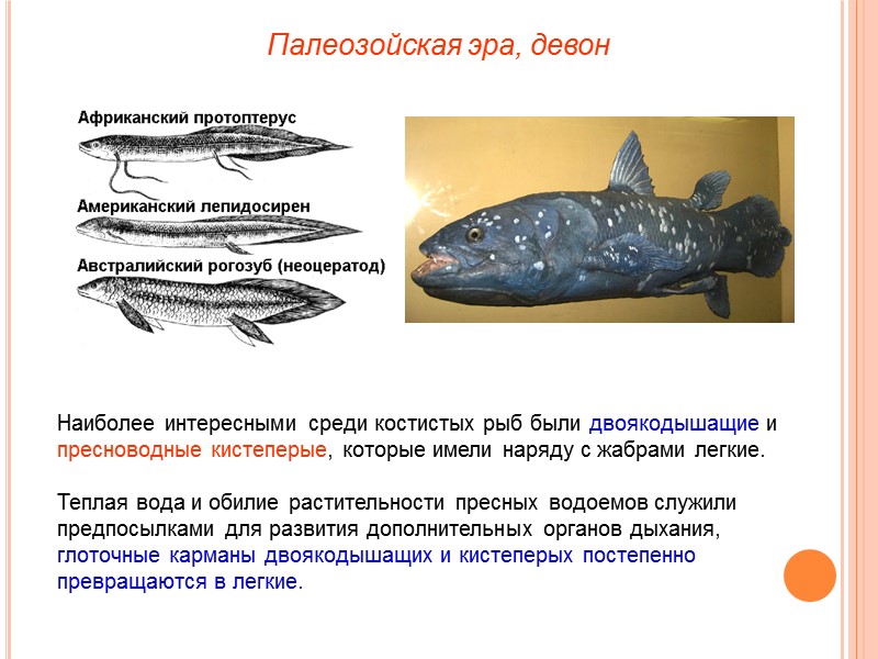 Наиболее интересными среди костистых рыб были двоякодышащие и пресноводные кистеперые, которые имели наряду с